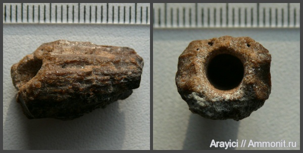 Украина, зубы рептилий, Cenomanian, Upper Cretaceous