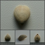 Маленькая Terebratulina sp.