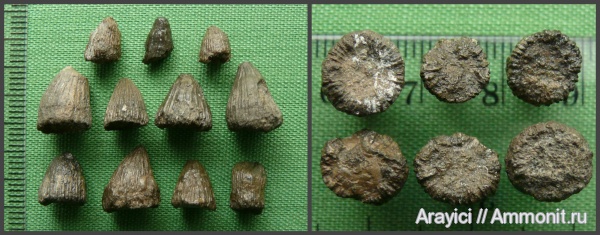 Украина, Cenomanian, Upper Cretaceous
