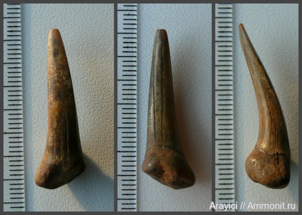 Украина, Chondrichthyes, Striatolamia, Selachimorpha, Lamniformes, Paleogene