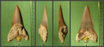 Зуб Cretoxyrhina sp.