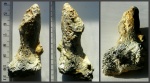 Ножка Rhizopoterion sp. с почкой.
