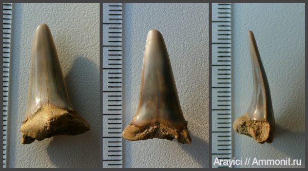 Украина, Chondrichthyes, Elasmobranchii, Selachimorpha, Lamniformes, Upper Cretaceous