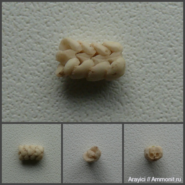 Украина, офиуры, Ophiuroidea, Upper Cretaceous, Ophiuridae, Asterozoa