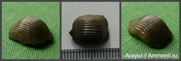 Украина, Ptychodus, Chondrichthyes, Elasmobranchii, Selachimorpha, Hybodontiformes, Hybodontoidea, Ptychodus decurrens, Upper Cretaceous, Ptychodontidae