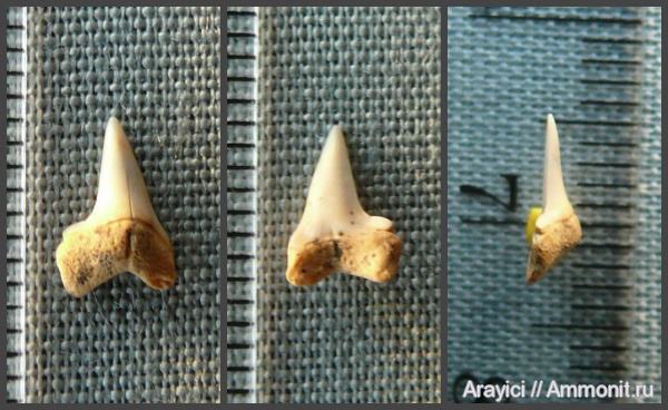 Украина, Pseudocorax, Lamniformes, Anacoracidae, Upper Cretaceous, shark teeth, Pseudocoracidae