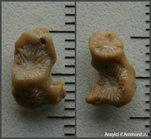 Украина, Anthozoa, Scleractinia, coelenterata, Turonian, Upper Cretaceous