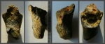 Фрагмент губки Aphrocallistes sp. с поселенцем.