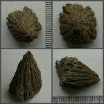 Фосфоритизированное ядро Hippurites sp. (?)