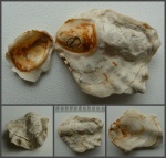 Створка Lopha sp. (?) из двух частей. Створка Lopha sp. (?) из двух частей.