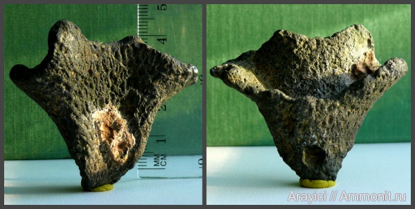 Украина, Porifera, Ventriculitidae, hexactinellida, Upper Cretaceous