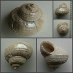 Раковина Gibbula sp. со скрытым перламутром.