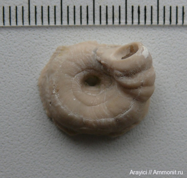 серпулы, Украина, Serpulidae, Spirorbis, Polychaeta, Upper Cretaceous, Canalipalpata, Sabellida