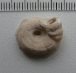 Жилище Spirorbis sp. оторвавшиеся от фундамента.