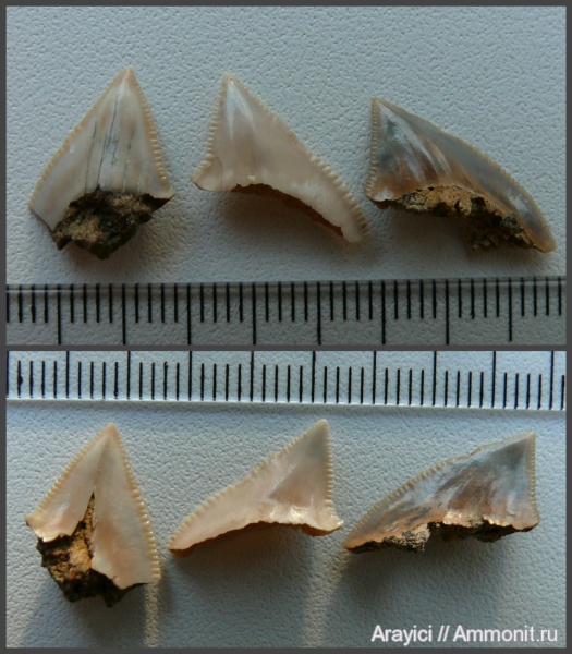 Украина, Squalicorax, Chondrichthyes, Elasmobranchii, Selachimorpha, Lamniformes, Anacoracidae, Upper Cretaceous