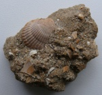 Створка Cardium sp. в неогеновом детрите.