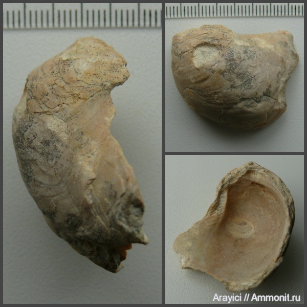 двустворчатые моллюски, Украина, Ostrea, Ostreidae, bivalvia, mollusca, Upper Cretaceous