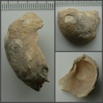 Створка Ostrea sp. (?)