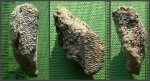 Фрагмент мандибулярной пластины химеры.