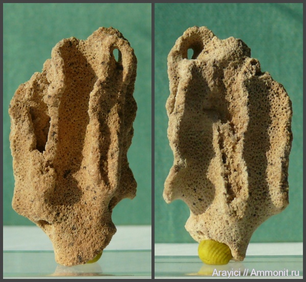 мшанки, Украина, Bryozoa, Upper Cretaceous, Ectoprocta