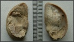 "Ушная раковина". Cтворка Amphidonta sp. "Ушная раковина". Cтворка Amphidonta sp.