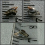 Зуб Physogaleus secundus.