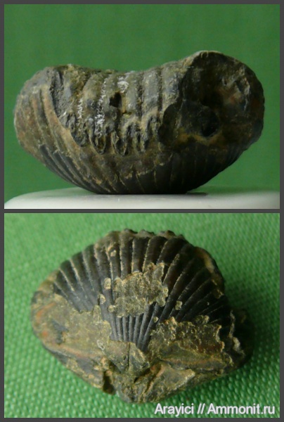 Украина, brachiopoda, Rhynchonellida, Cyclothyris, Rhynchonellata, Cyclothyrididae, Upper Cretaceous