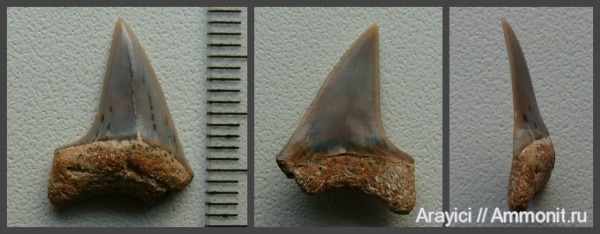 Украина, Cretoxyrhina, Chondrichthyes, Elasmobranchii, Selachimorpha, Lamniformes, Cretoxyrhinidae, Upper Cretaceous