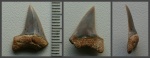 Зуб Cretoxyrhina sp.