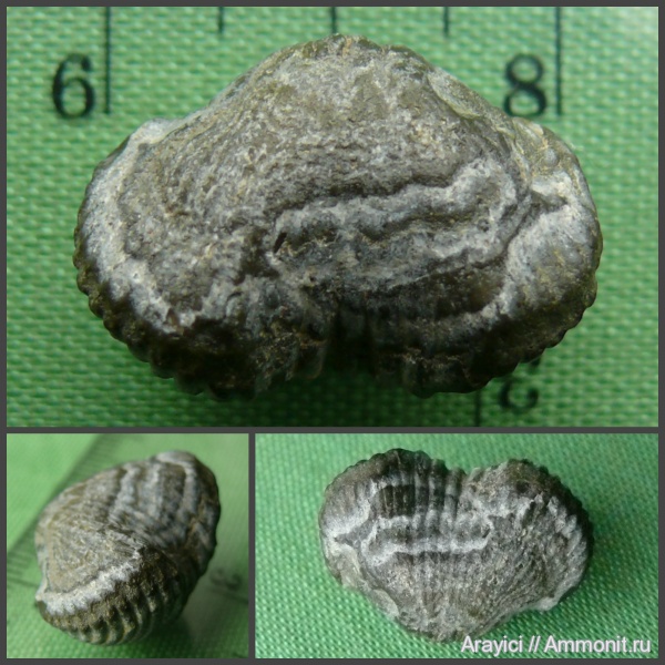 Украина, brachiopoda, Rhynchonellida, Cyclothyris, Rhynchonellata, Cyclothyrididae, Upper Cretaceous