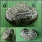 "Посмертный узор" Cyclothyris sp.
