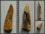 Расколотый зуб Cimolichthys sp.