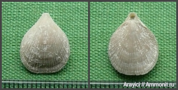 Украина, brachiopoda, Terebratulida, Terebratulina, Rhynchonellata, Cenomanian, Upper Cretaceous