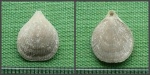 Terebratulina sp.