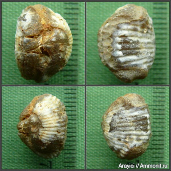 Украина, brachiopoda, Rhynchonellida, Cyclothyris, Rhynchonellata, Cyclothyrididae, Upper Cretaceous