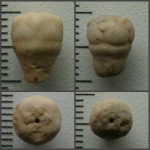 Весенние бутоны Bourgueticrinus sp.