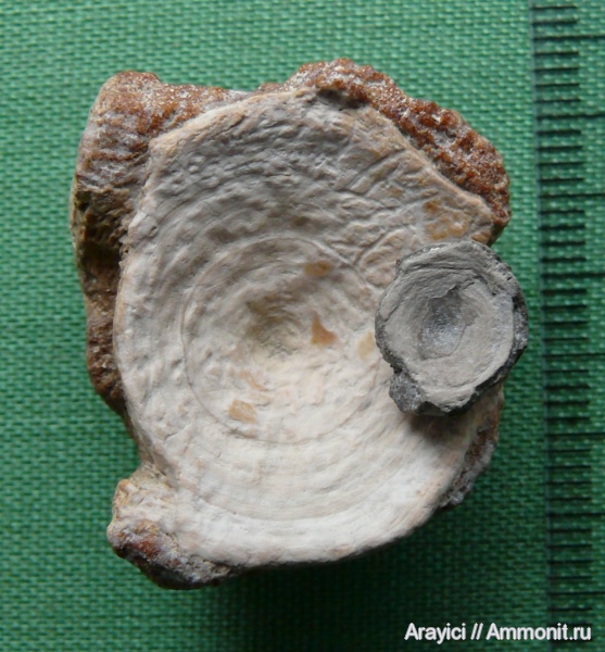Украина, Chondrichthyes, Selachimorpha, позвонки акул, Cenomanian, Upper Cretaceous, sharks, shark vertebrae