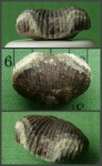 Ядро Cyclothyris sp. в бордовых оттенках.