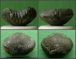 Болотно-зеленое ядро Cyclothyris sp.
