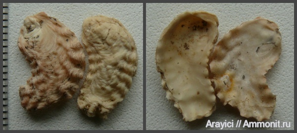 двустворчатые моллюски, Украина, Lopha, Ostreidae, bivalvia, mollusca, Upper Cretaceous