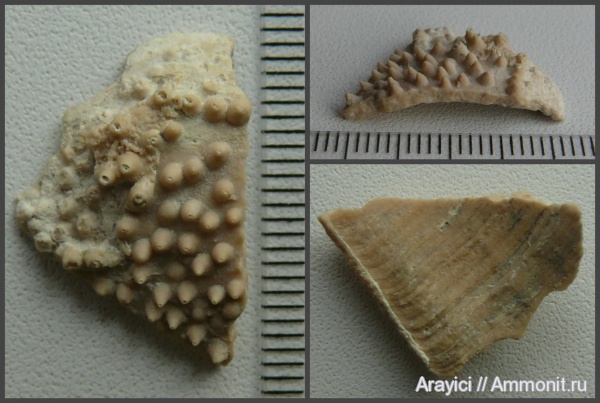 Collignoniceratidae, Украина, аптихи, Ammonoidea, Texanites, cephalopoda, mollusca, Aptychi, Upper Cretaceous, Ammonitida, Acanthoceratoidea, Spinaptychus