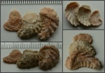 "Круасcаны" Lopha sp.