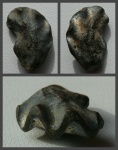Ядро Lopha sp.