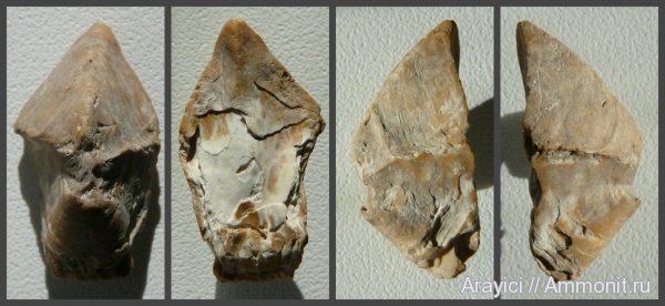 Украина, ринхолиты, cephalopoda, mollusca, Coniacian, Upper Cretaceous, Волынская область