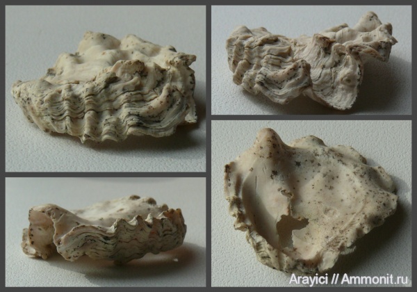 Украина, Lopha, Ostreidae, bivalvia, mollusca, Upper Cretaceous, Волынская область