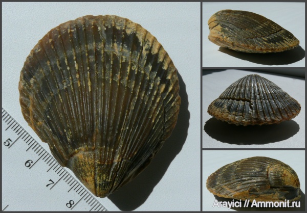 Украина, Spondylus, bivalvia, mollusca, Pectinoida, Spondylidae, Ровенская область, Turonian, Upper Cretaceous