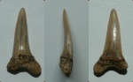 Зуб Striatolamia cf. striata.