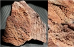Отпечатки Lepidodendron sp.