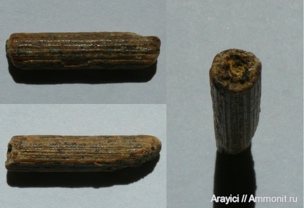 Украина, Osteichthyes, Actinopterygii, Cylindracanthus, Upper Cretaceous, Acanthomorpha