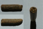 Фрагмент ростра Cylindracanthus sp.